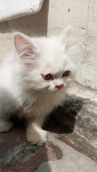 Persian Kitten