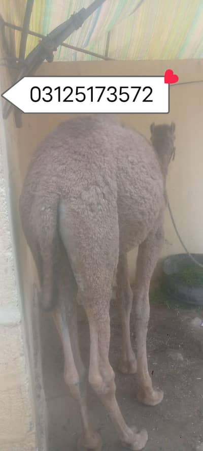 Sadqa k liey aur shoq k liey camel available