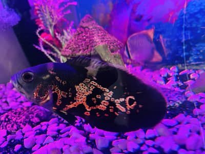 TIGER OSCAR Fish