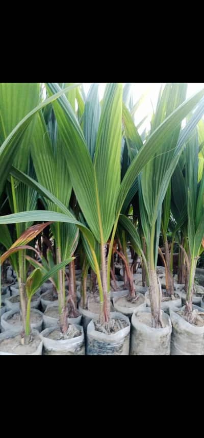 coconut plant for sale