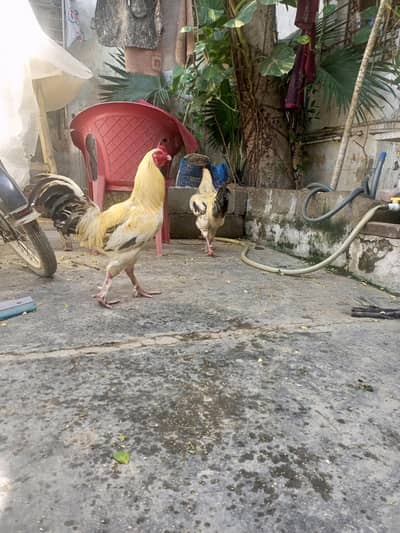Aseel Cross Fancy Roosters (Paon par Baal walay) - Healthy & Active