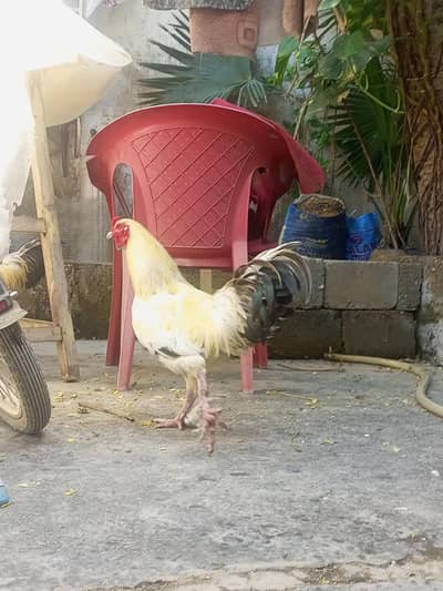 Aseel Cross Fancy Roosters (Paon par Baal walay) - Healthy & Active