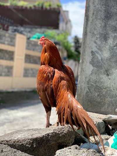 High quality peela murgha aseel shikra patha aseel birds