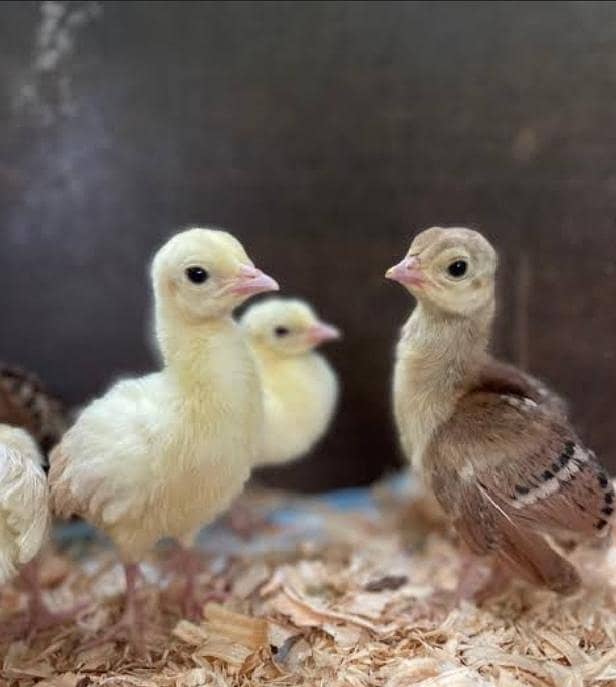 Peacock chicks 2