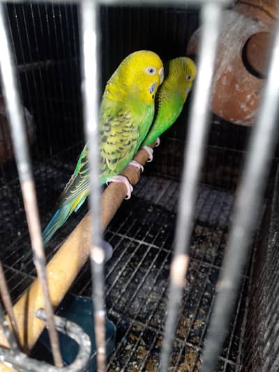 astilaion pair and  pinjra for sale 2 joray hai  urjent sale krny