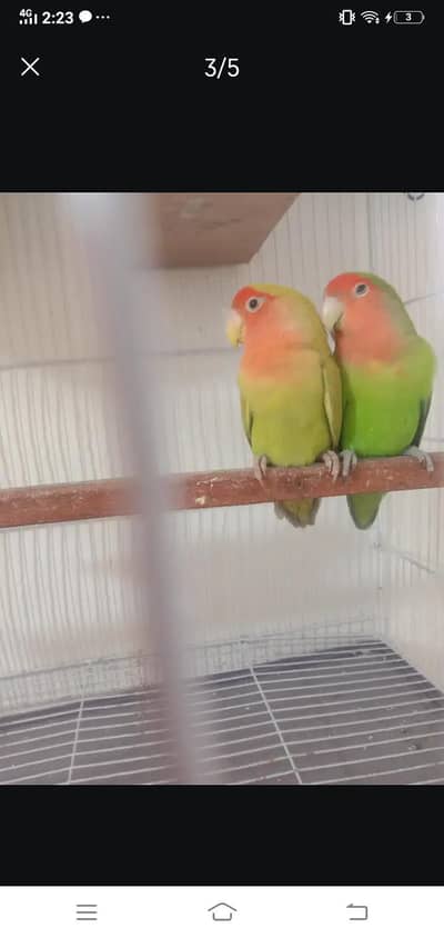 lovbird pair exhibition male and 4 cages 2 lakri 2 lohy Wtp03204847881