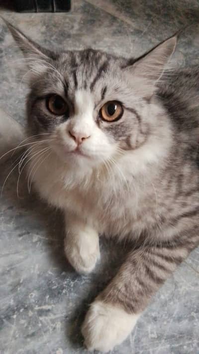 person + semi Persion