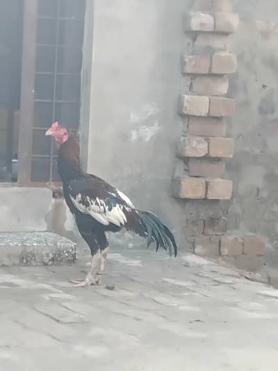 jis bhi na Lana ha dono murgo ka final 10000 koi kami nhi