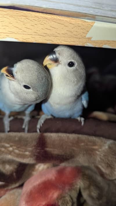 lovebirds handtame 2.5 months pair available. .