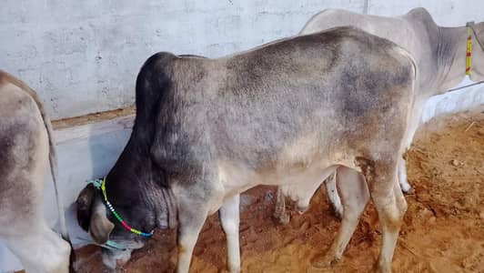 2k26 qrbani ke Janwer  he