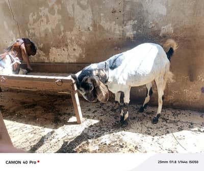 bakri bacha Dana wali