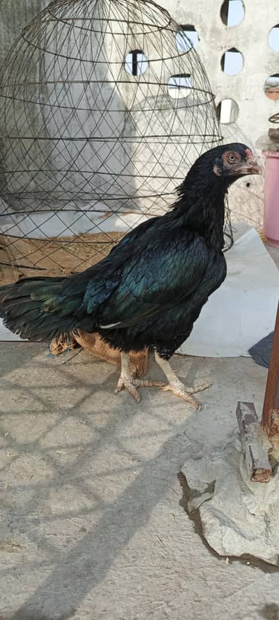 mushki lasani pure home breed