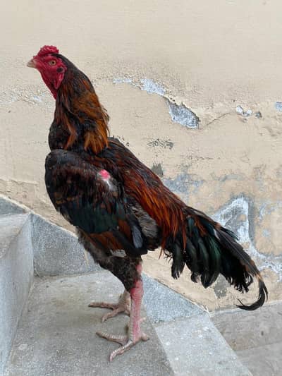 Aseel murg in Multan