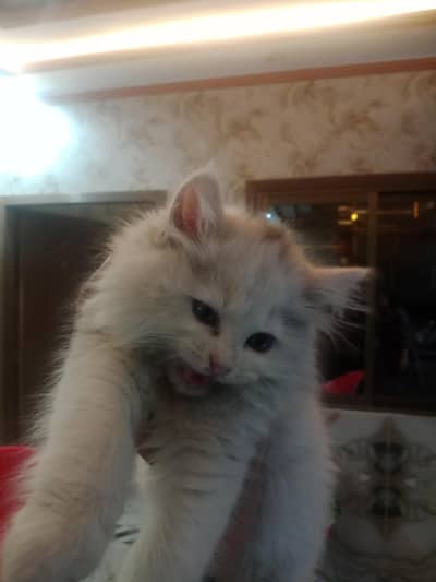 persian cat for sale