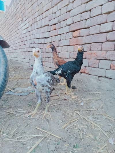 1 male and 2 female available for sale Whatsapp 03120689129
