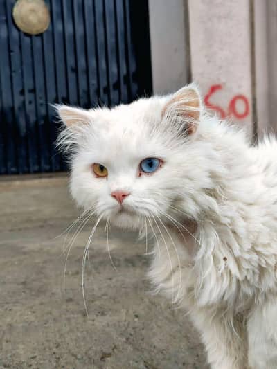 Persion Male Cat odd eyes