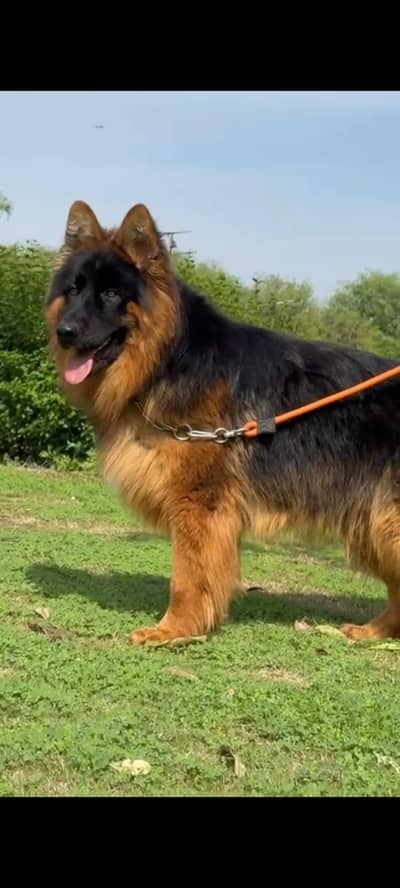 very beautiful  urgent sale