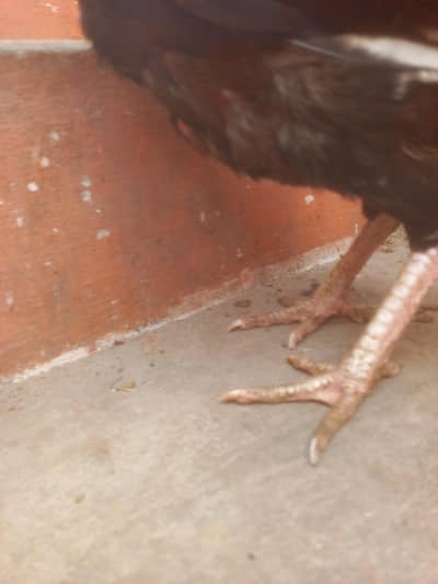 aseel murghe boht Achi madi ha breeder madi ha