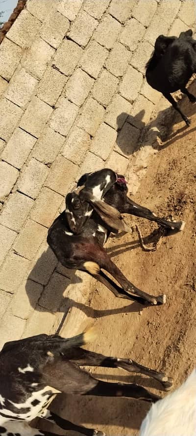 2 Goats For Sale