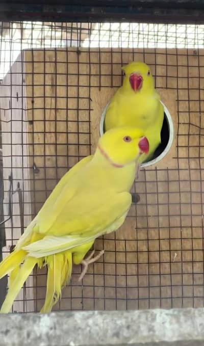 ready to first breed pair