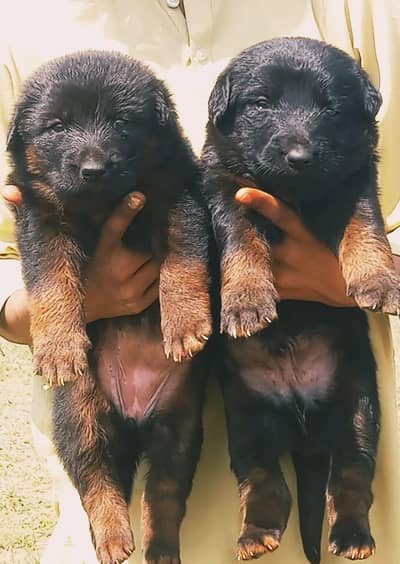 German Shepherd puppies for sale