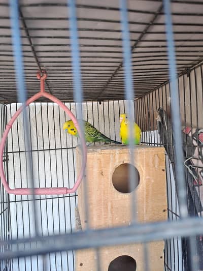 Healthy Pair of Budgies (Breeding Pair)