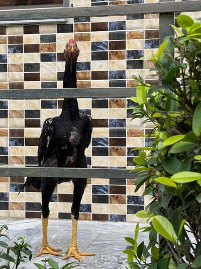 black Shamo male patha in reasonable price (0323/7808505)