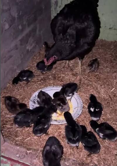 Pure Aseel Thai chicks