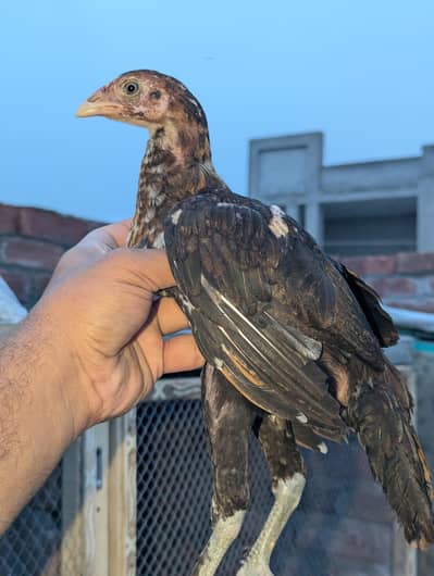 blue eyes permoz long height madi 3 month age