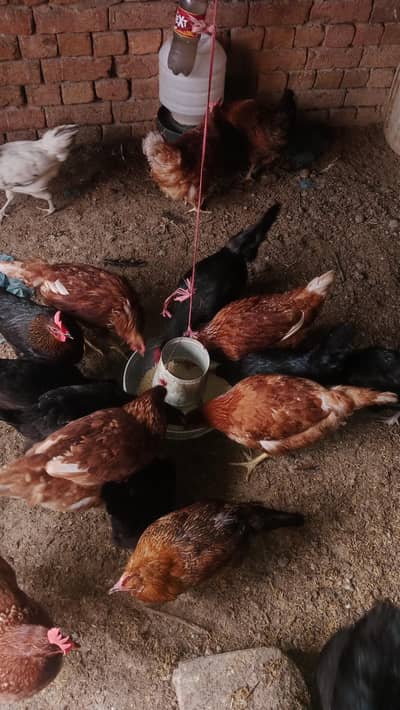 LOMAN BROWN ASTRALOP or DESI HENS