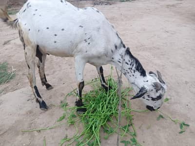 Bakri Daddy Urgent for Sale