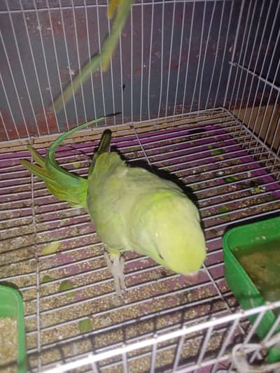 ringneck talking parrot for sale