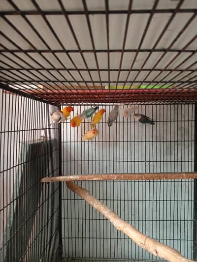 LOVE BIRDS 1000 RS PIECE