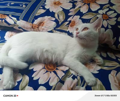 single cot Persian kitten