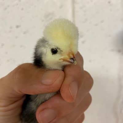 Polish Hen for Sale