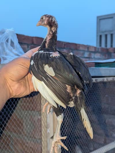 Long height Aseel, Lakha Permoz Blue eyes Patha