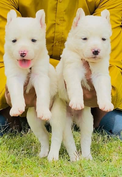 Belgian Shepherd pair | white Belgian Shepherd puppy for sale