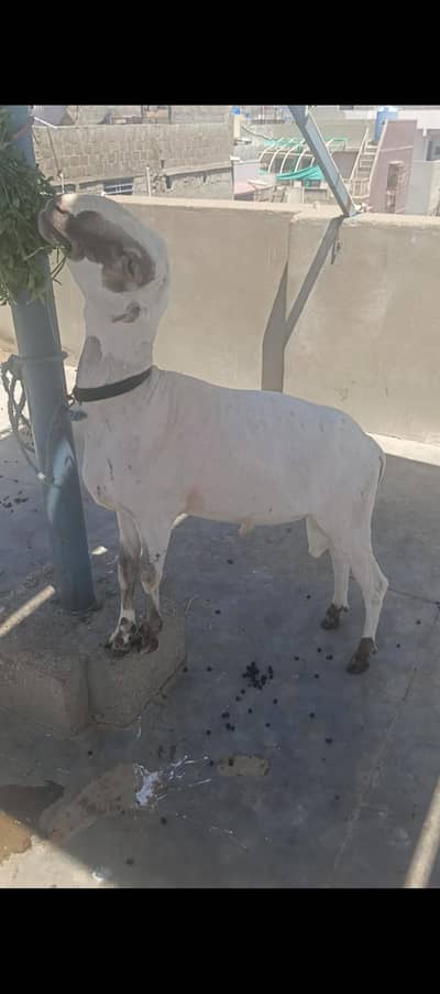 arjent sale dumba 2 dant  cheap prize