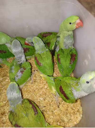 Kashmiri Parrot | rao kashmiri king size |  Green Parrots for sale