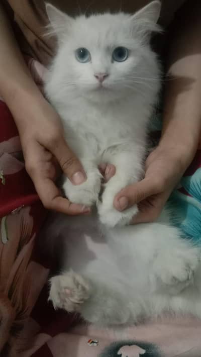 beautiful Persian kitten triple coated