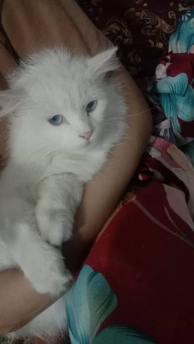 beautiful Persian kitten triple coated