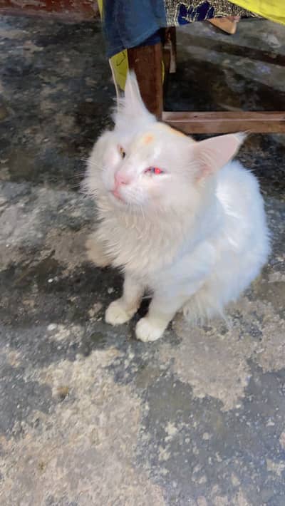 one eye red and one aye blue