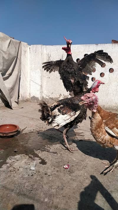 Aseel Roster and Hens For Sale