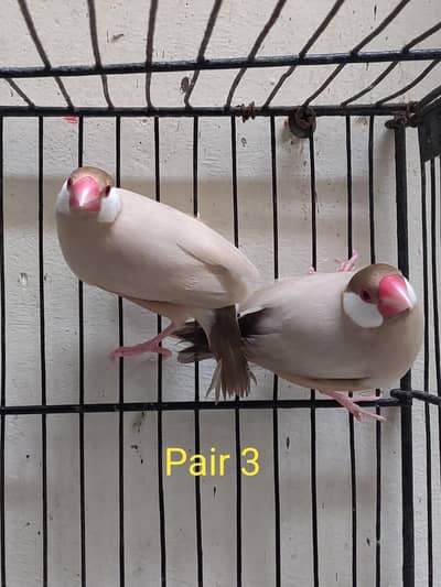 Fawn Java Breeder Pair