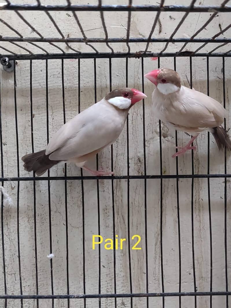 Fawn Java Breeder Pair 1