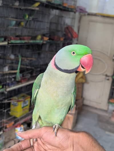 raw parrot male