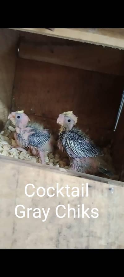 Cocktail Chiks