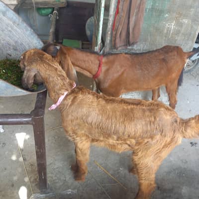 nagri path. or bethel cross path