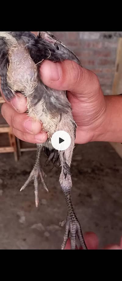 all ok h baki condition pic me Nazar a ri h ful mazboti wala h