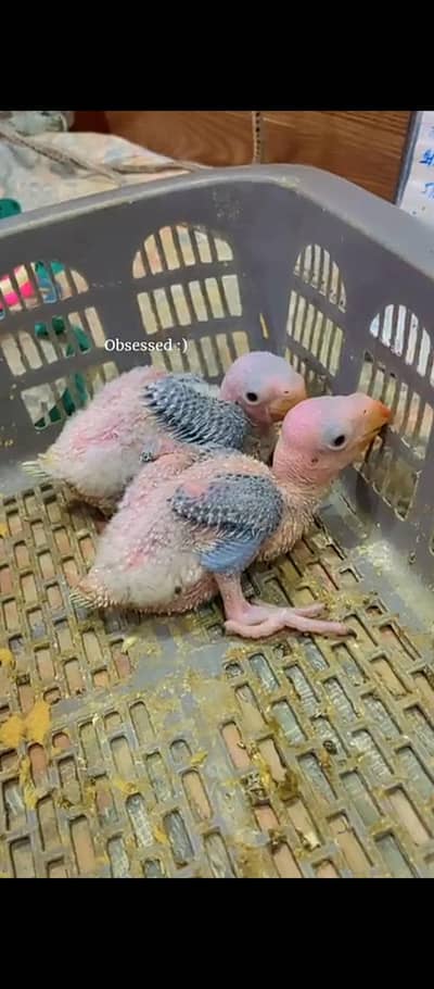 Raw Parrot chicks Available for sale